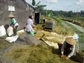 Petani Rejosari Mulai Panen Padi Sawah